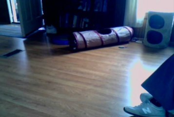 Paws Plays Hide and Seek with  Sophie