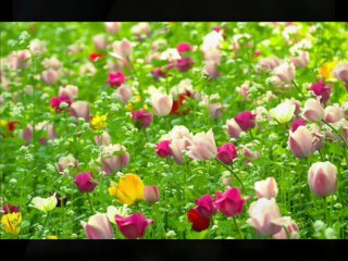 Sura e Noor ayat 35 - Ayat e Noor