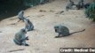 Study Shows Monkeys Can Pick Up Social Cues