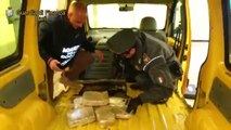 Bari - Operazione antidroga, sequestro 42 kg marijuana (27.04.13)