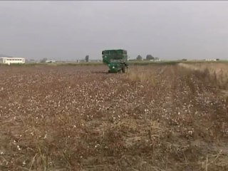 Πράσινο φως Τσαυτάρη για τη λειτουργία του ινστιτούτου ελέγχου βάμβακος