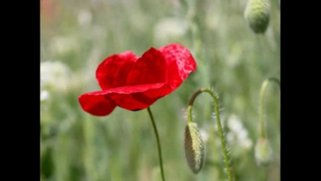 SAMİME SANAY & BİR İLKBAHAR SABAHI