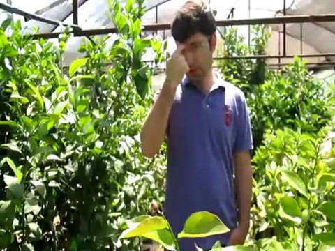 Tüplü Aşılı Sertifikalı Limon Fidanı Ne zaman Dikilir