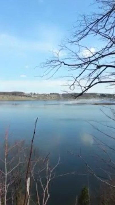 LES OIES DES NEIGES SUR UN BEAU PAYSAGE  AVRIL 2013