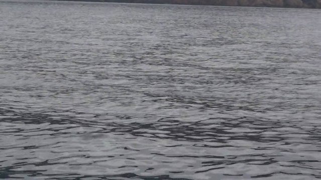 Grands Dauphins - Baie de Girolata (Corse) - 25 avril 2013