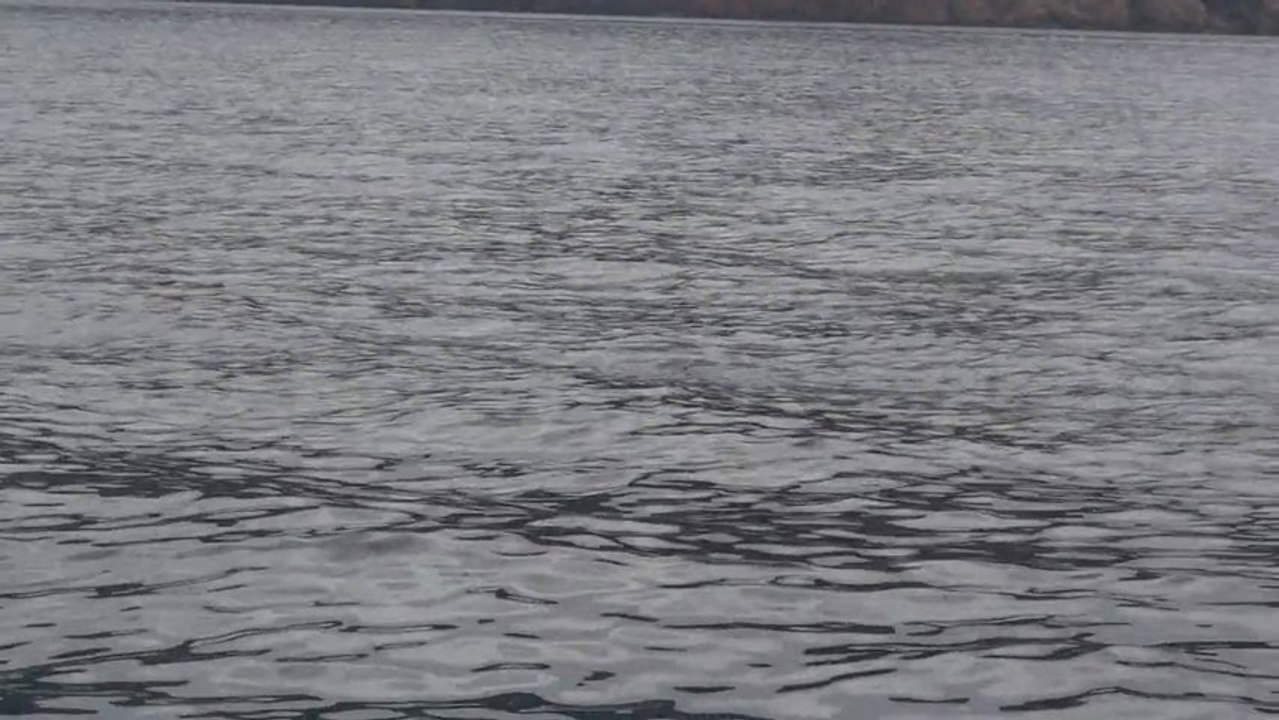 Grands Dauphins - Baie de Girolata (Corse) - 25 avril 2013