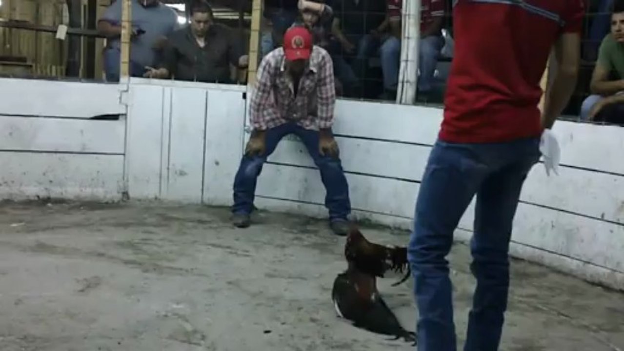 jovany video gallo