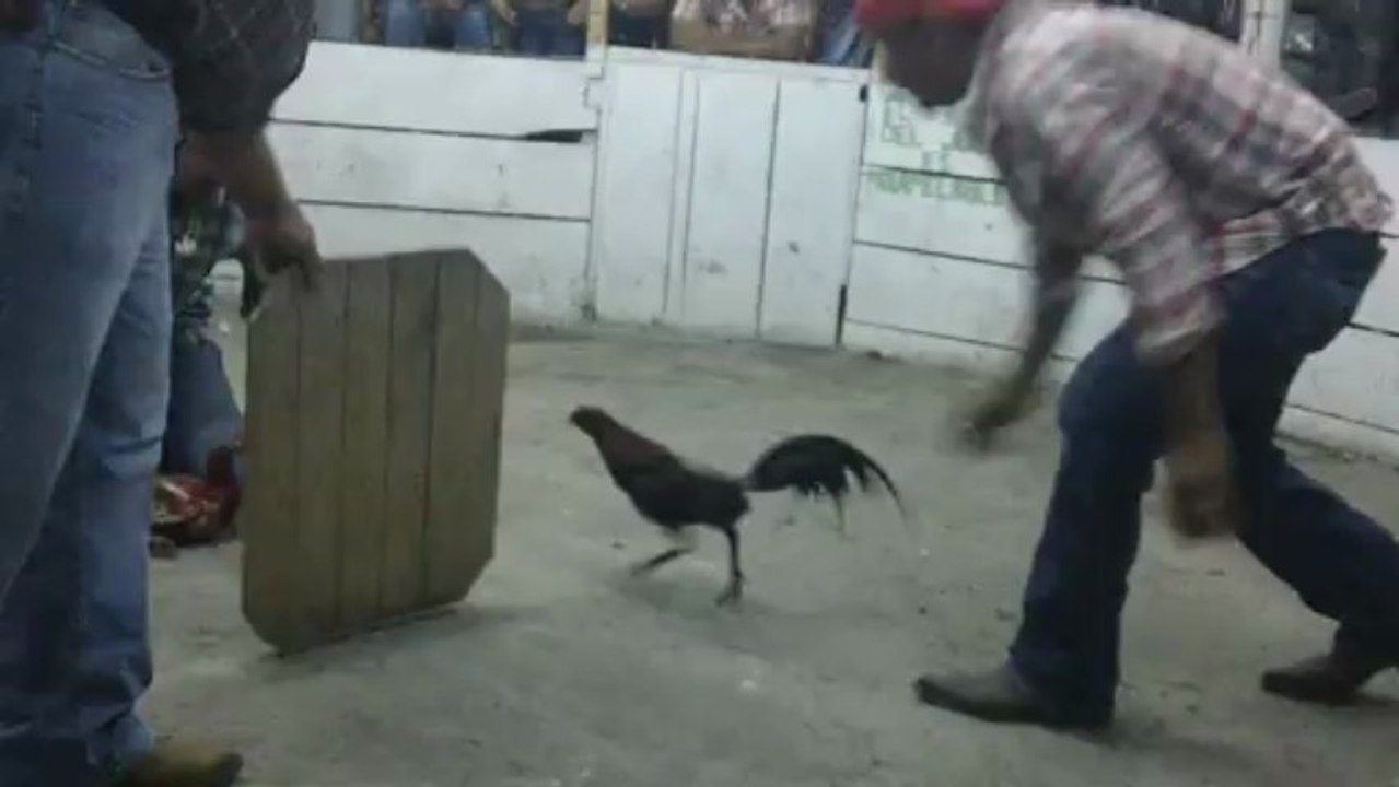jovany video gallo