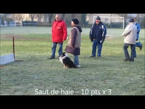 2012.11.09 - Chermignac (17460) - Concours Obéissance - Classe I - Dowl'Us du Royaume d'Angélique