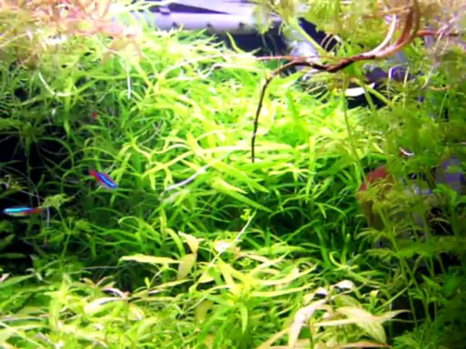 Silver Melek Çiftim Yumurta Diziyor