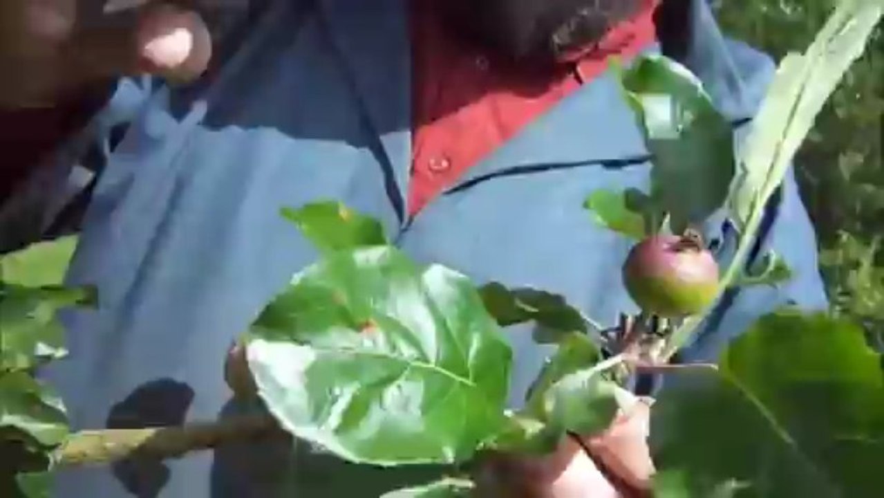 M9 BODUR ELMA AĞAÇLARINDA MEYVE SEYREKLEŞTİRME