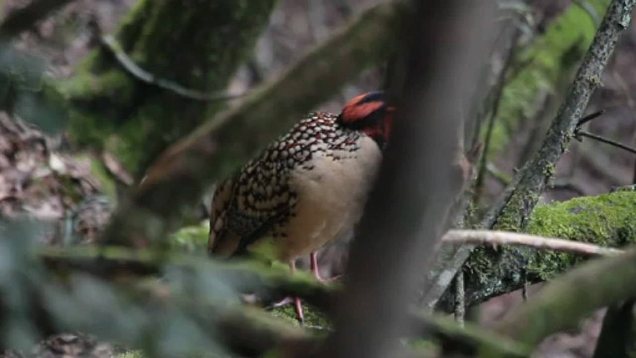 Tragopan de Cabot - Cabot's Tragopan - Tragopan caboti ssp caboti