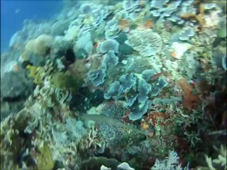 Bali 2013 - Poisson flûte à Lembongan