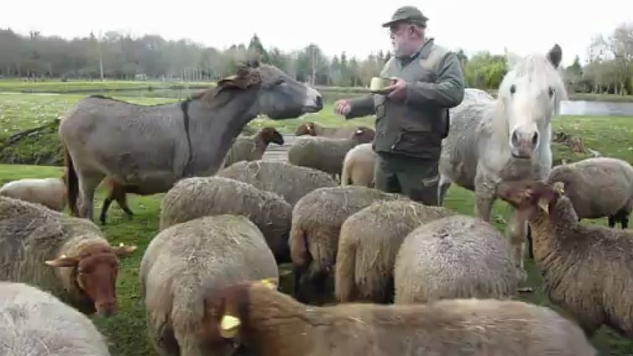 Fafnir un dimanche à la moutonnerie