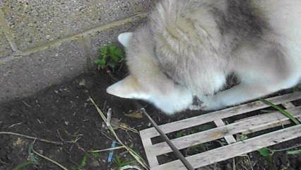 Freya doing the weeding