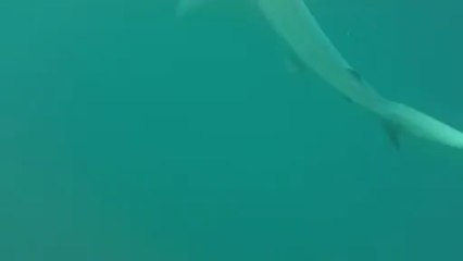 Nage avec les requins