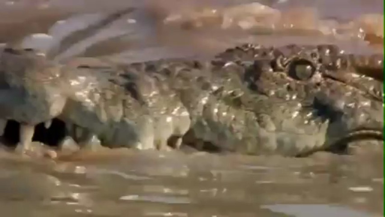 Lion vs crocodile