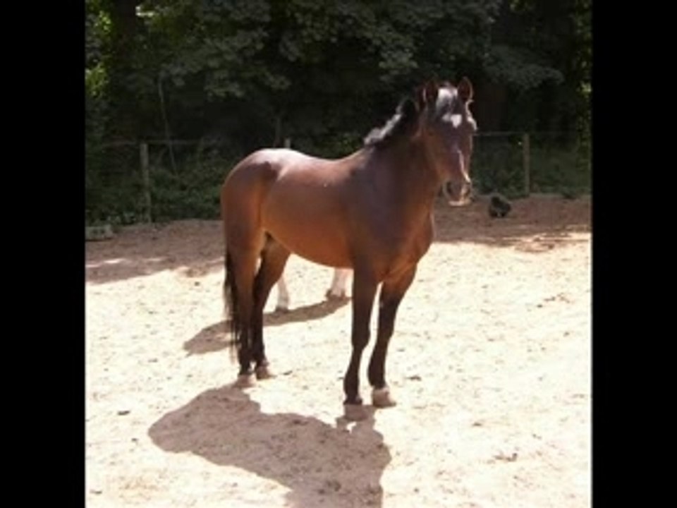 chevaux et poneys de Quéven