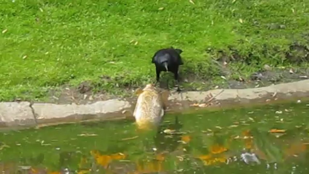 Corback eating a carp