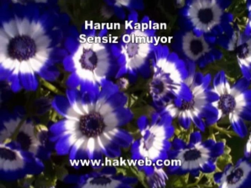 Harun Kaplan - Sensiz Olmuyor - http___www.hakweb.com