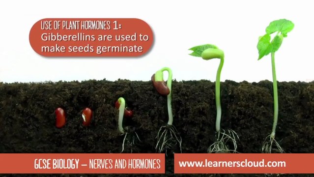 Nerves and hormones: GCSE Biology