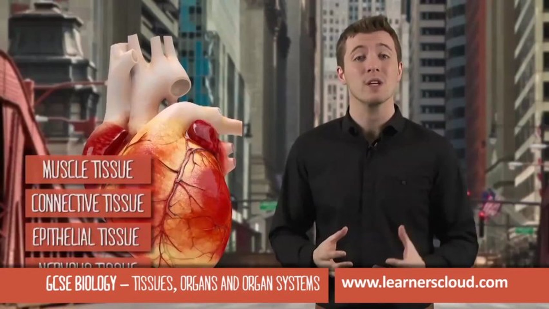 Tissues, organs and organ systems: GCSE Biology