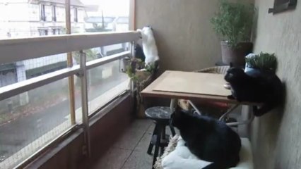 Capucine....un peu nigaude!