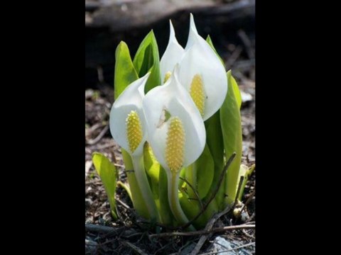 SURATS KUSAR ANSR MASADD IKHLAS FALAQ NAAS