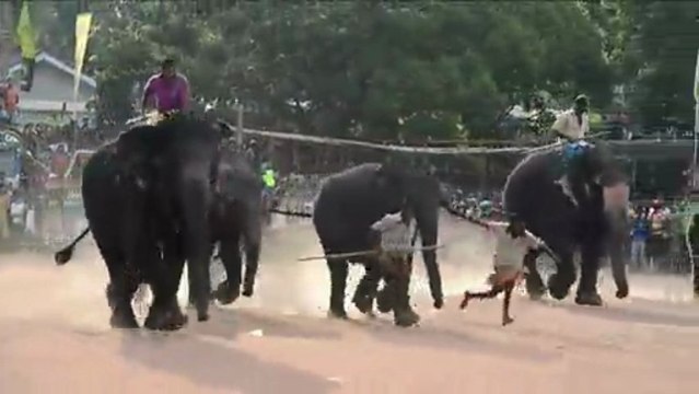 Au Sri Lanka, la nouvelle année se fête avec des courses d'animaux