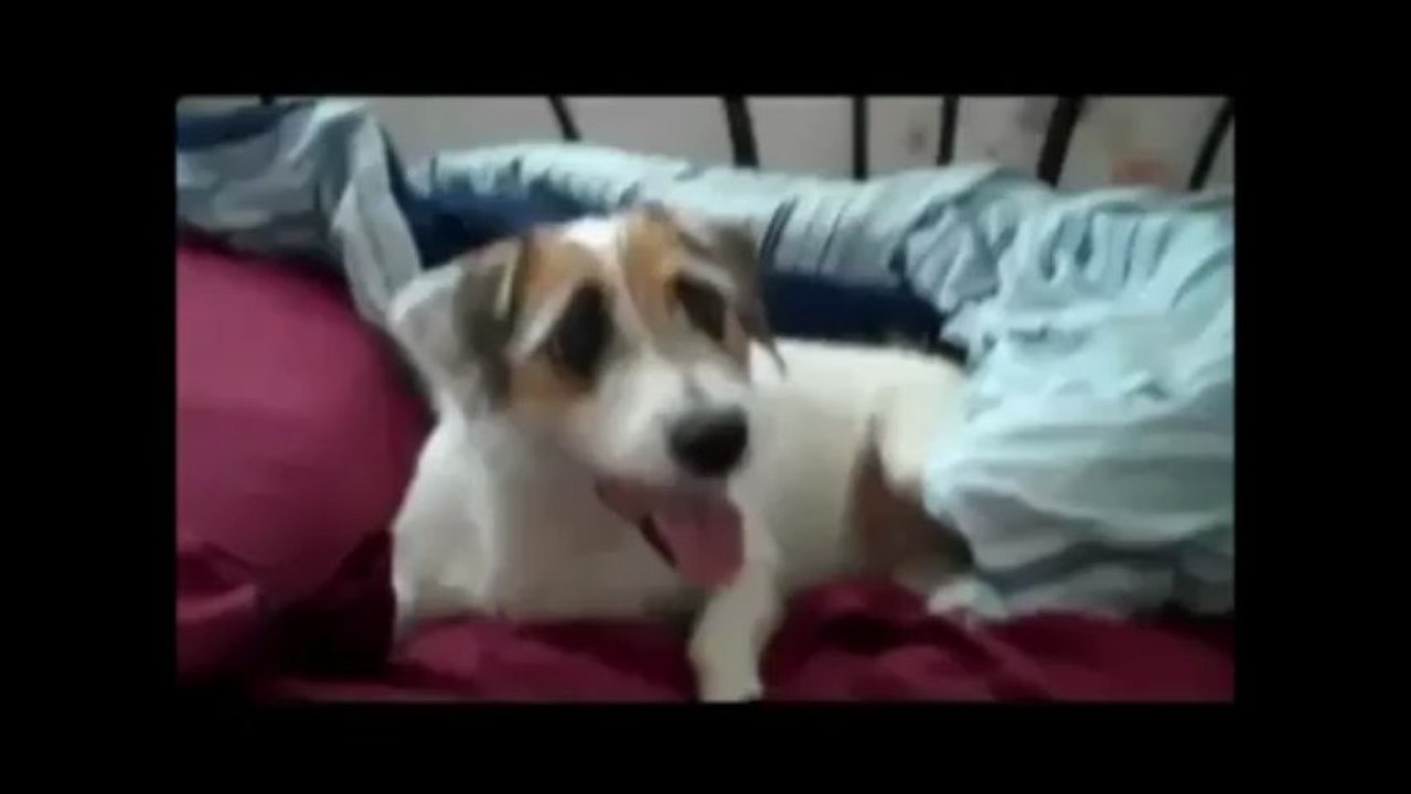 How to train your dog in advanced methods - Best Dog Training Classes