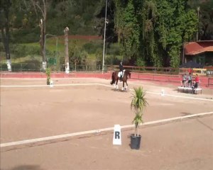 Debut Lord Luca en la Prueba de Potros de 4 años