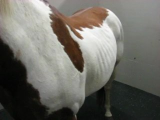 Détresse respiratoire chez un cheval atteint de souffle (RAO)