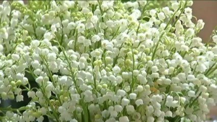 Malgré la météo, les brins de muguet seront au rendez-vous le 1er mai