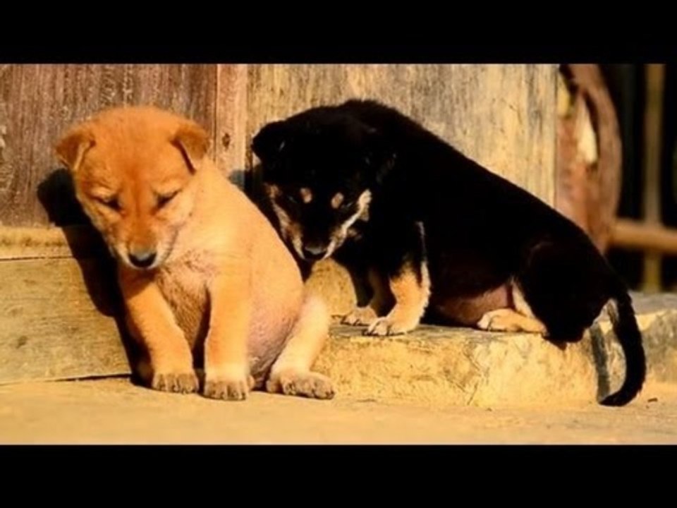 Compilation d'animaux qui ont sommeil