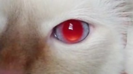 Cat's Pupils Dilate With Sound
