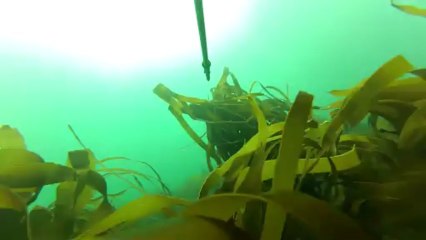 Les Glénan Avril 2013