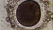 Los microbios de Zacaton: Extremofilos en un cenote (DepthX)
