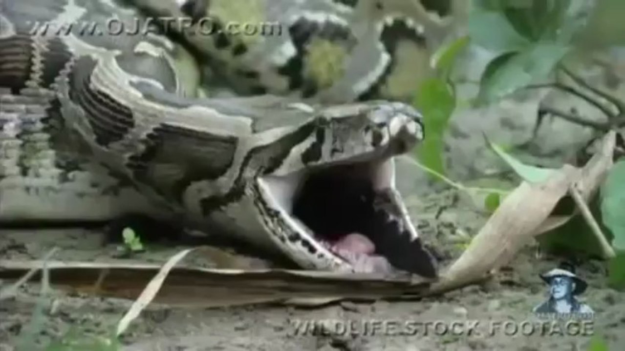 Python géant avale un alligator