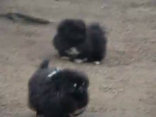 Jeu sous la surveillance de papa Furby