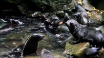 Ohau Stream Seal Pups