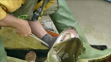 John Wilson's Top 10 Greatest catches - No. 6