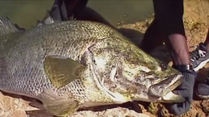 John Wilson's Top 10 Greatest catches - No. 7