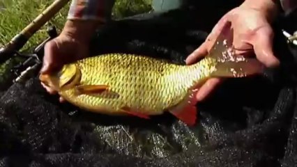 John Wilson's Top 10 Greatest catches - No. 10