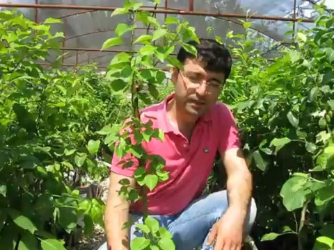 Online Sertifikalı Aşılı Tüplü Bodur Kayısı Fidanı Satışı Özellikleri Fiyatları, Budaması