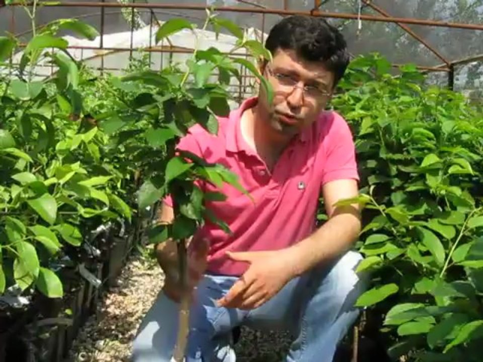 Online Aşılı Sertifikalı Bodur  Yarı Bodur Kiraz Fidanı Satışı, Dikimi Özellikleri, Budaması