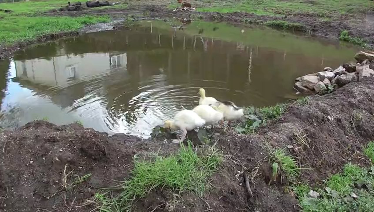 Carnardaux à l'eau !