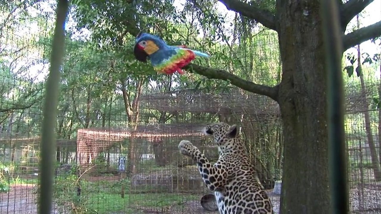 Leopard VS Piñata!