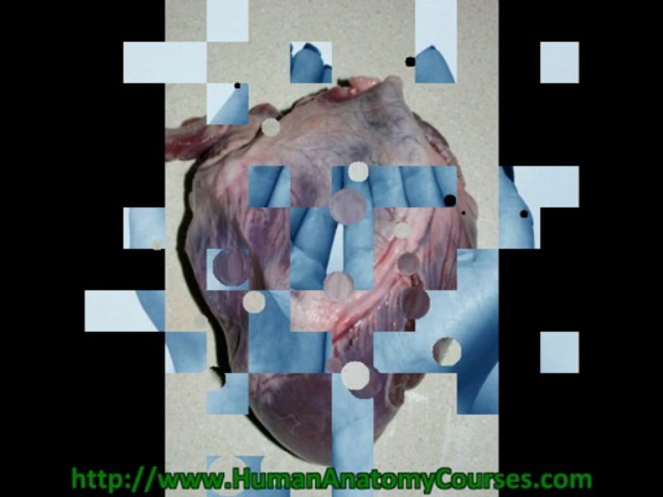 *Attention* All Those Interested In The Human Body - Check This Out