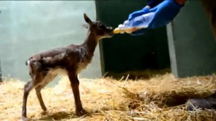 La nueva cría de gacela de Thomson tomando biberón