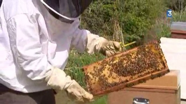 Protection européenne des abeilles : réactions en Haute-Normandie